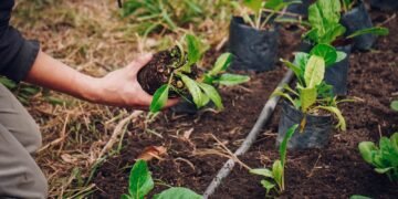 Las Huertas Inclusivas municipales producen abono y obsequian plantines de hortalizas a cambio de residuos orgánicos