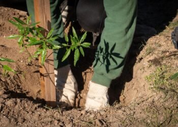 “Córdoba Respira Memoria”: más de 14000 nuevos árboles se plantaron en plazas, escuelas, jardines y clubes