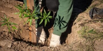 “Córdoba Respira Memoria”: más de 14000 nuevos árboles se plantaron en plazas, escuelas, jardines y clubes